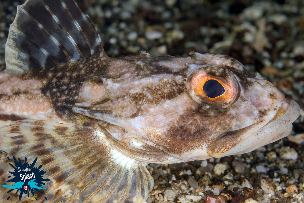 Orange Eyed Sculpin copyright Ali Postma Ikelite Housing