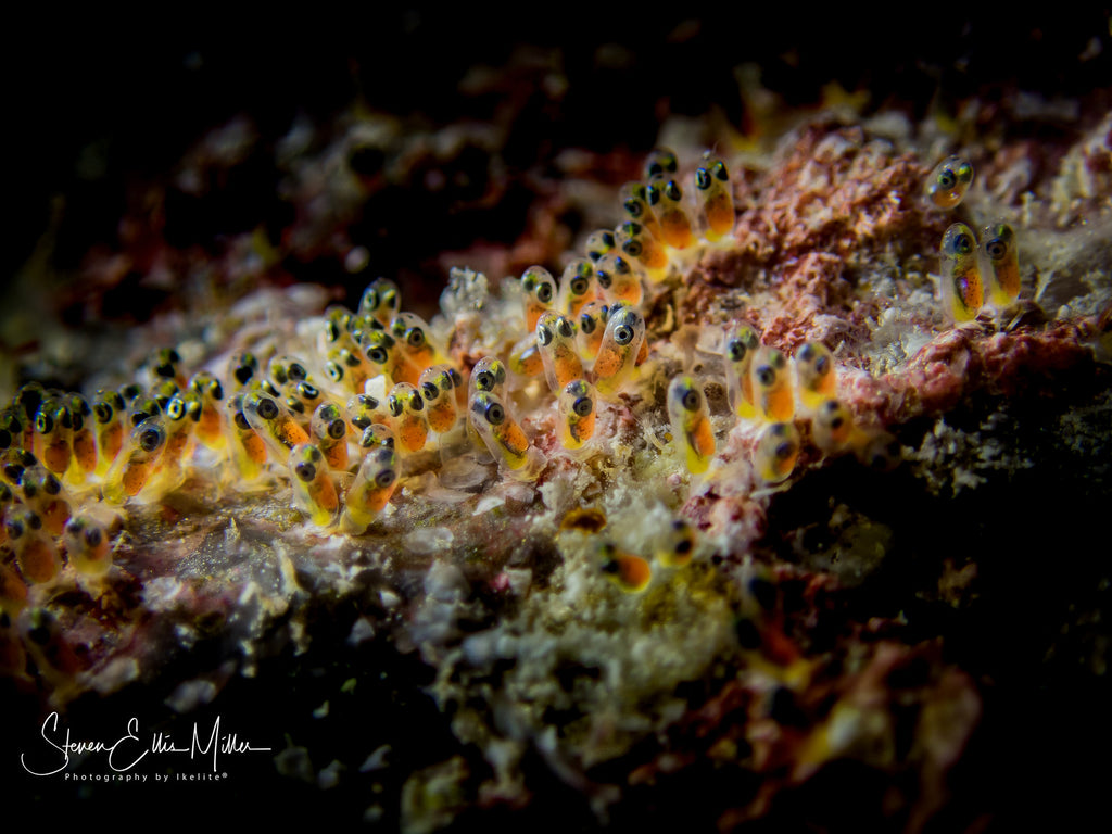 Clownfish eggs by Steve Miller