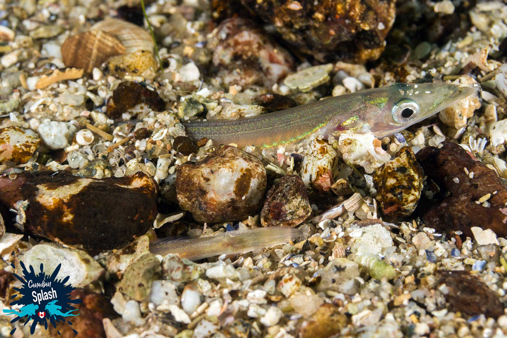 Sand Lance copyright Ali Postma with Ikelite Housing