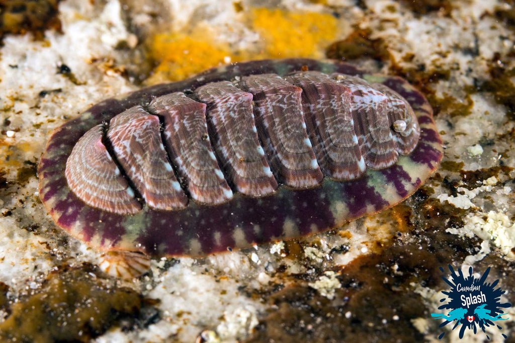 Chiton copyright Ali Postma Ikelite Housing