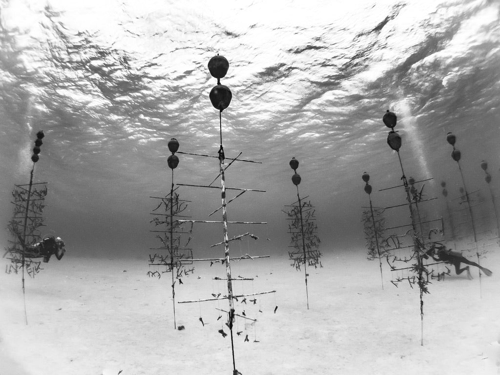 Coral Reef Restoration Bonaire