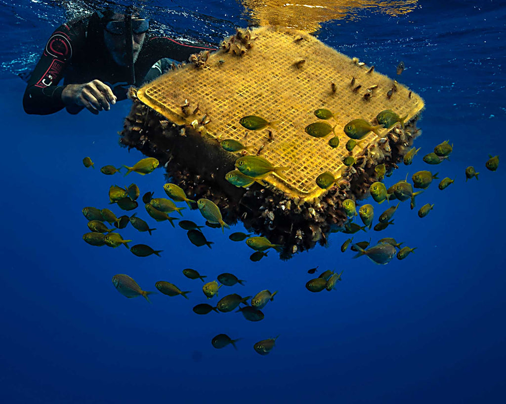 Plastic container turned artificial reef in Pacific Ocean Copyright Adam Hill