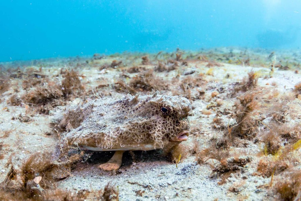 Batfish at Blue Heron Bridge by Bryant Turffs with Ikelite Housing