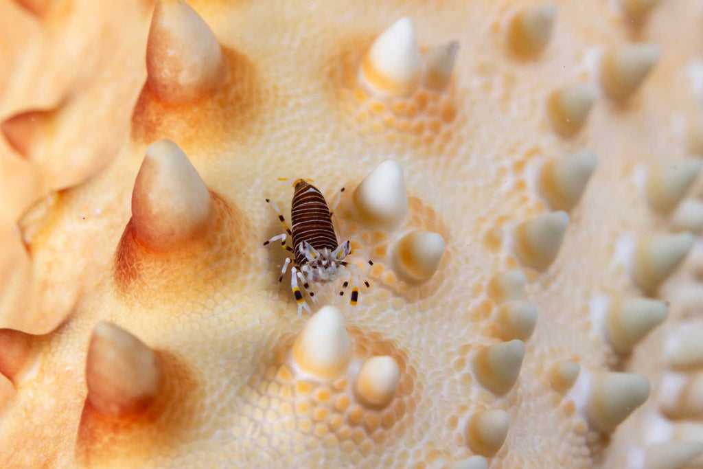 Bumblebee shrimp at Blue Heron Bridge by Bryant Turffs with Ikelite Housing