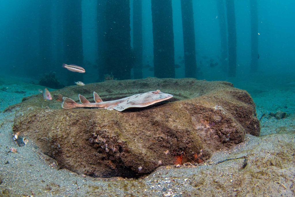 Electric Ray at Blue Heron Bridge by Bryant Turffs with Ikelite Housing