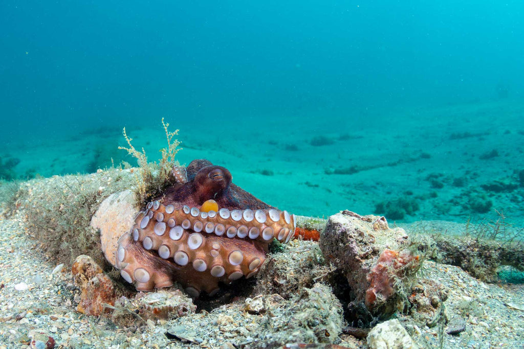 Octopus at Blue Heron Bridge by Bryant Turffs with Ikelite Housing