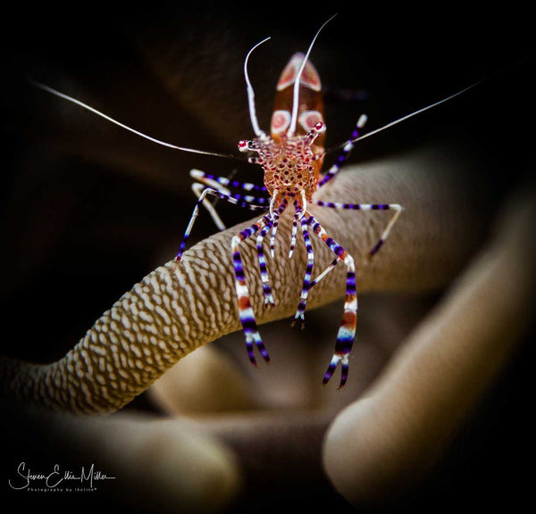 Bonaire Anemone Shrimp by Steve Miller Ikelite