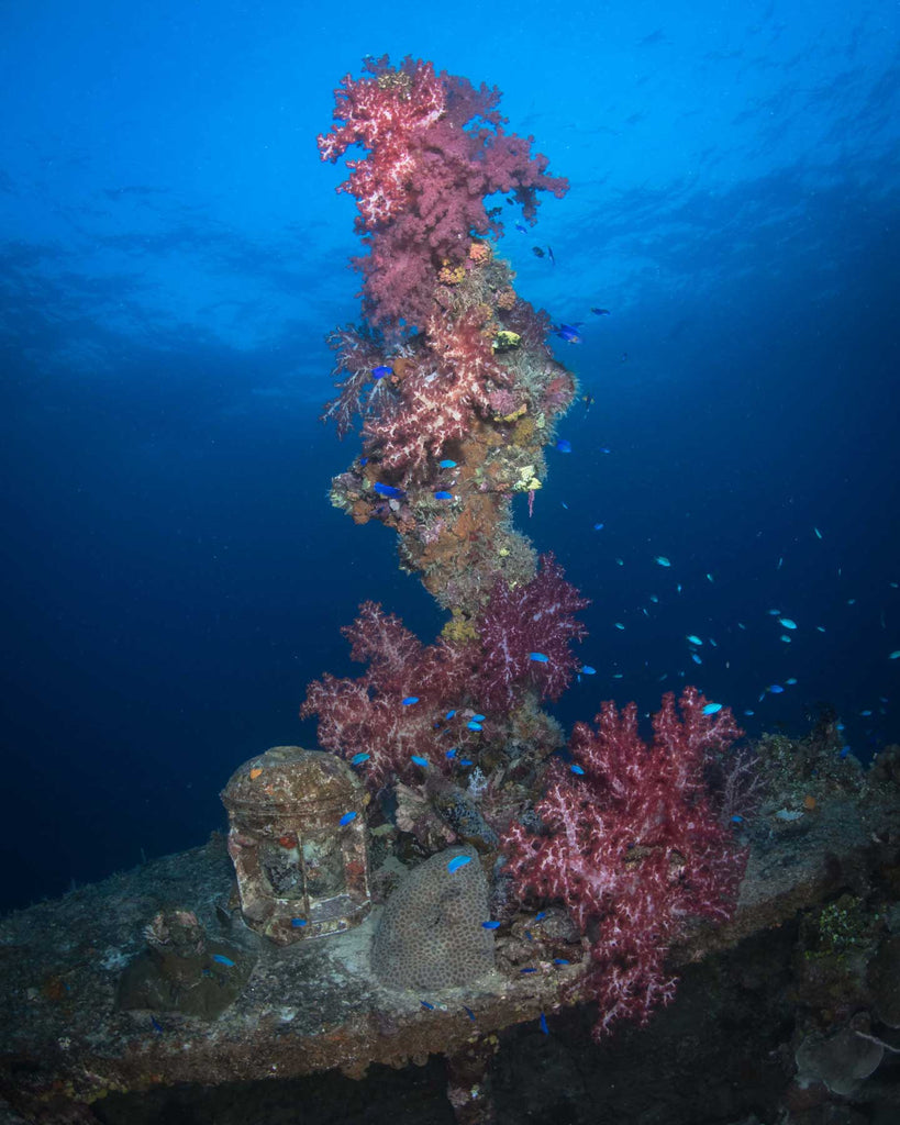 Shinkoku Maru Truk Lagoon Copyright Brandi Mueller Ikelite Ambassador