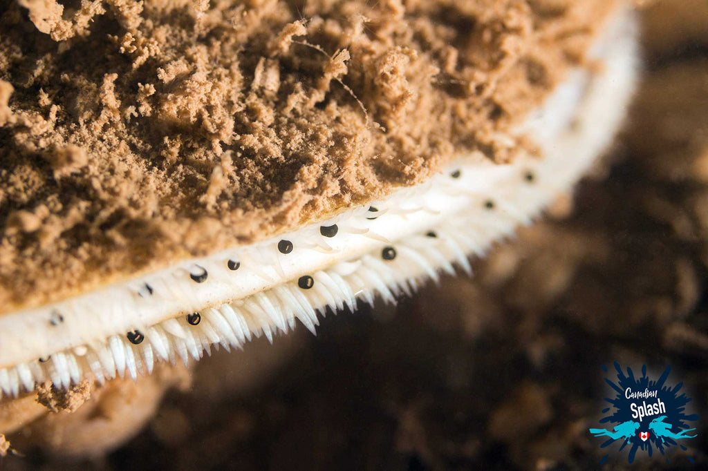 Scallop Eyes New Brunswick Canada Copyright Joey and Ali Postma