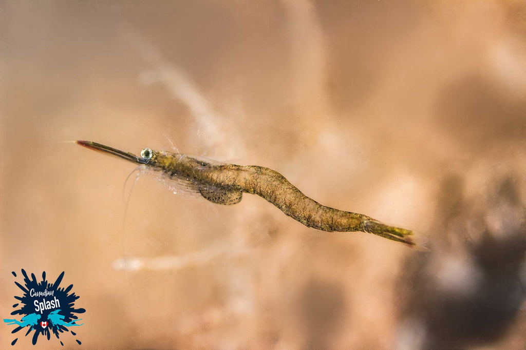 Small Shrimp New Brunswick Canada Copyright Joey and Ali Postma