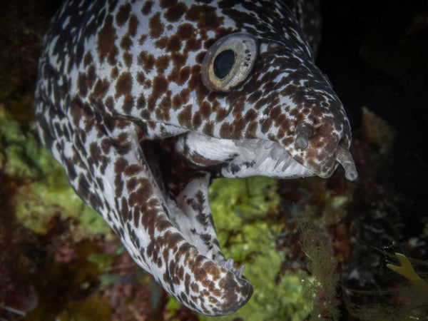 Panasonic GX85 Underwater Photo by Chase Darnell