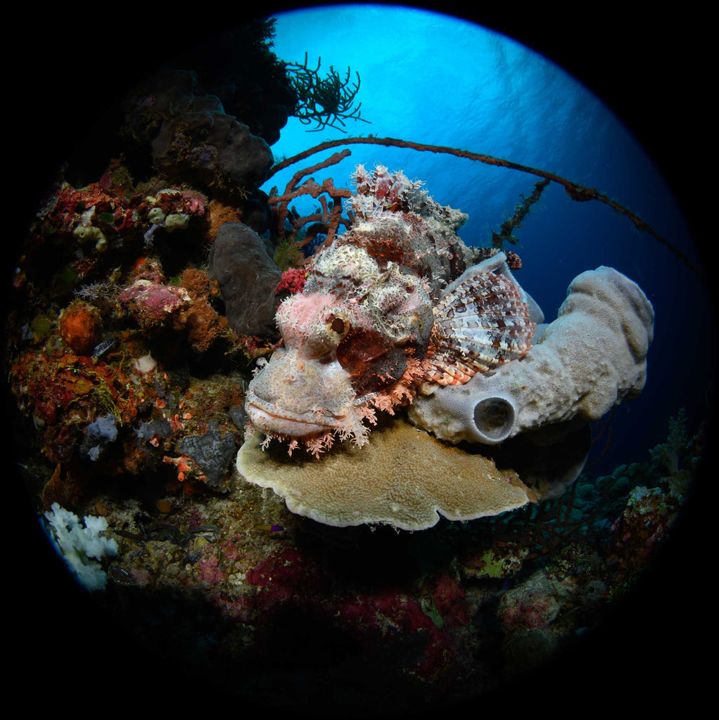 Lionfish compact 8" dome 8-15mm fisheye Ikelite housing copyright Steve Miller