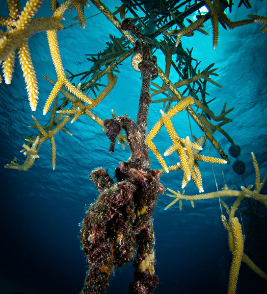 Coral Reef Restoration Project by Steve Miller