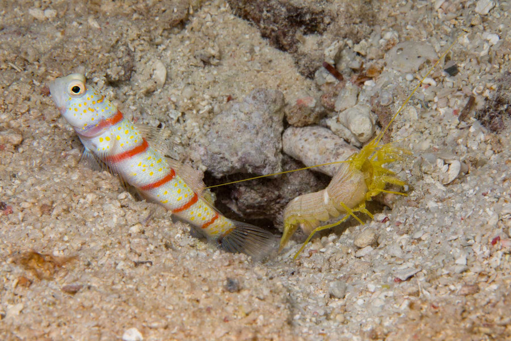 Shrimp Goby Yap Copyright David Fleetham Ikelite