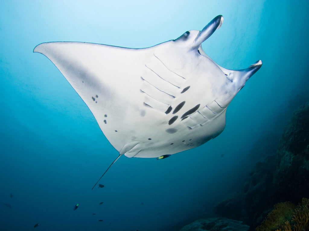 David Fleetham Manta Ray Yap