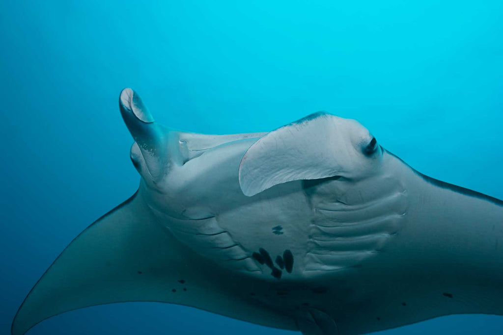 Giant Manta Ray Yap Copyright David Fleetham Ikelite