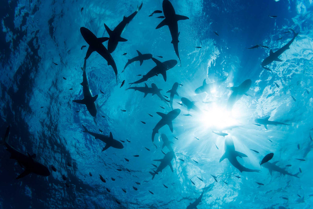Sharks in Yap Copyright David Fleetham