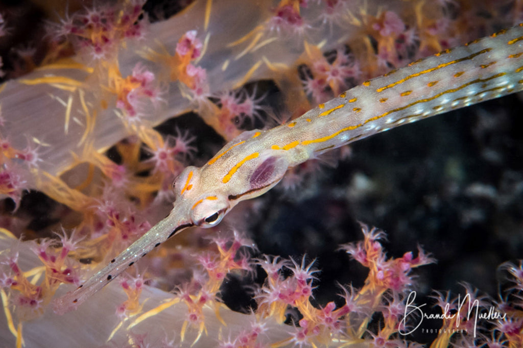 Pipefish copyright Brandi Mueller with Ikelite Housing