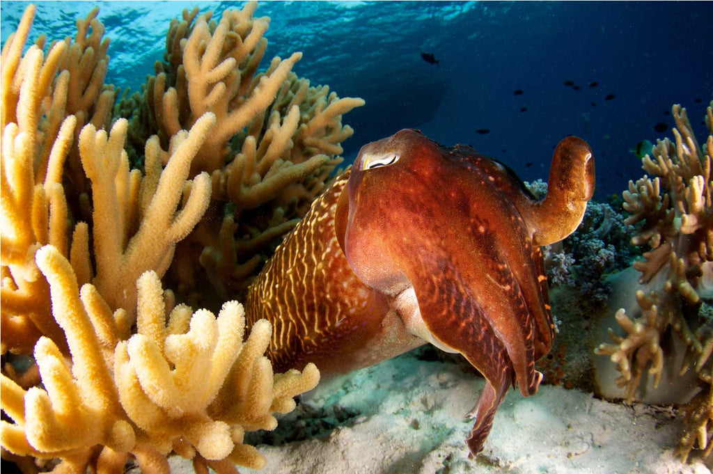 Cuttlefish taken with fisheye underwater