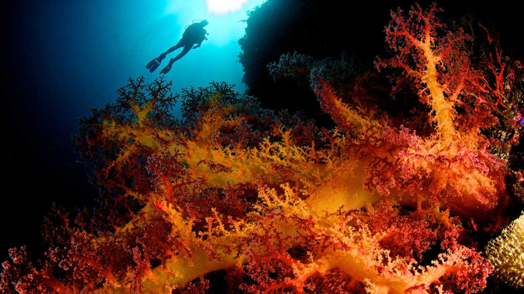Fisheye photo underwater with foreground subject