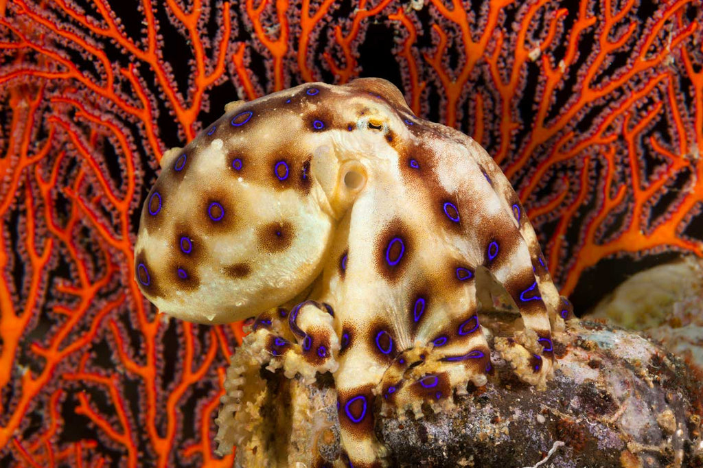 Blue Ringed Octopus David Fleetham Ikelite Housing