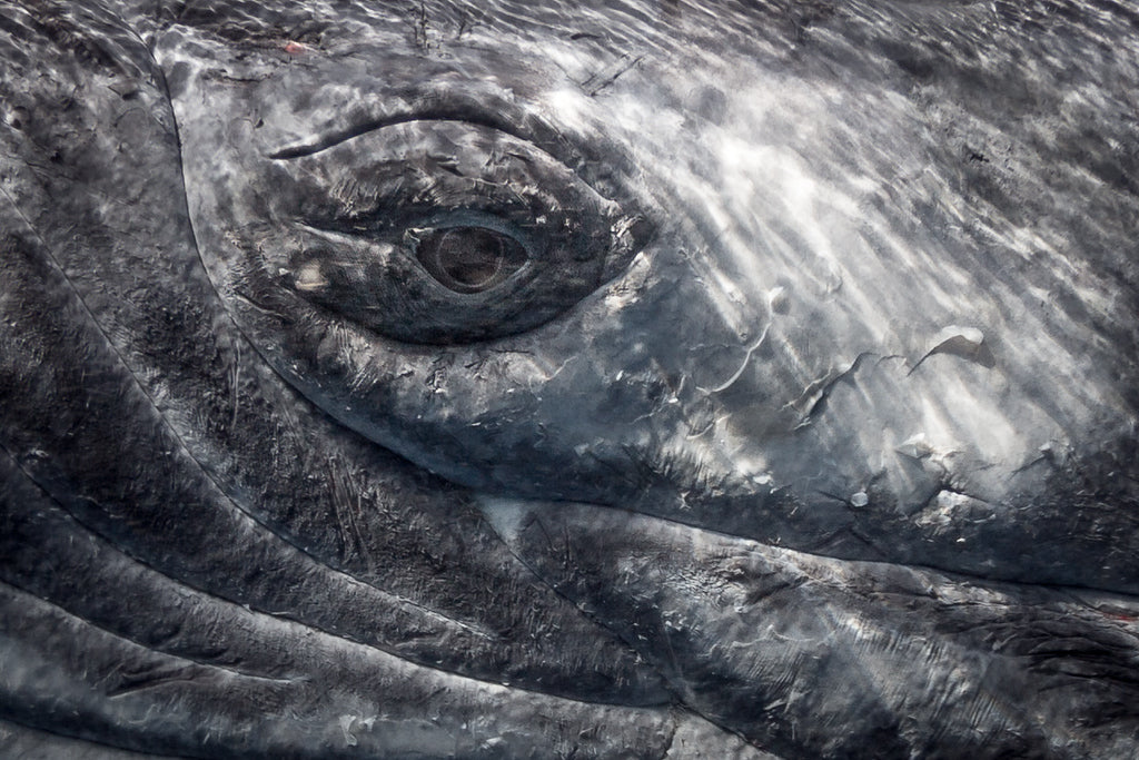 Humpback Whale Tonga Copyright Grant Thomas