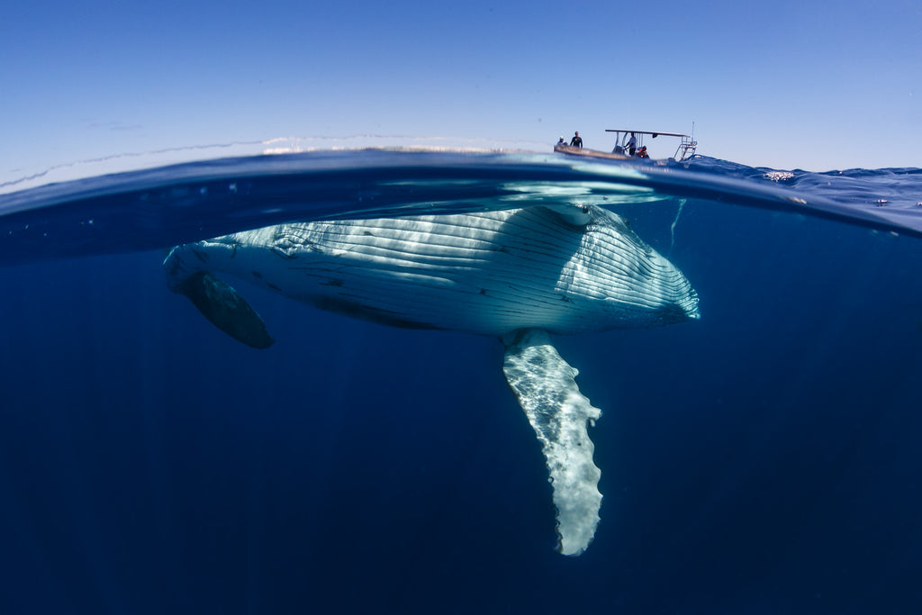 Humpback Whale Tonga Copyright Grant Thomas