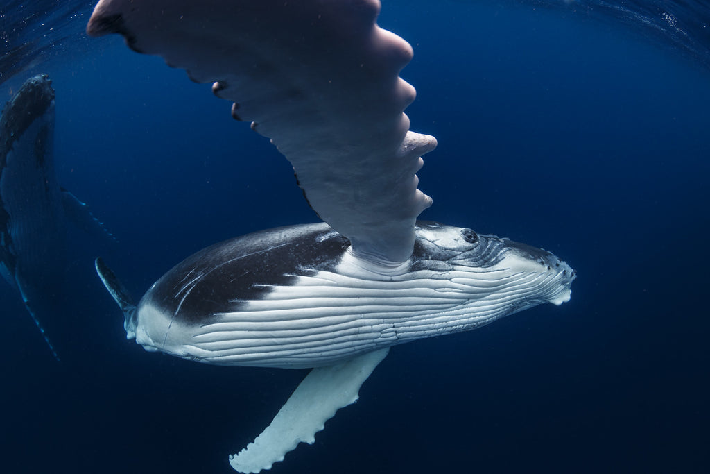 Humpback Whale Tonga Copyright Grant Thomas