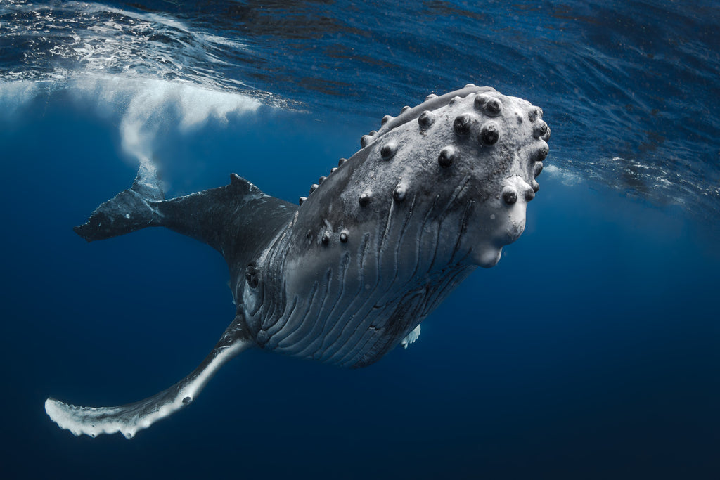 Humpback Whale Tonga Copyright Grant Thomas