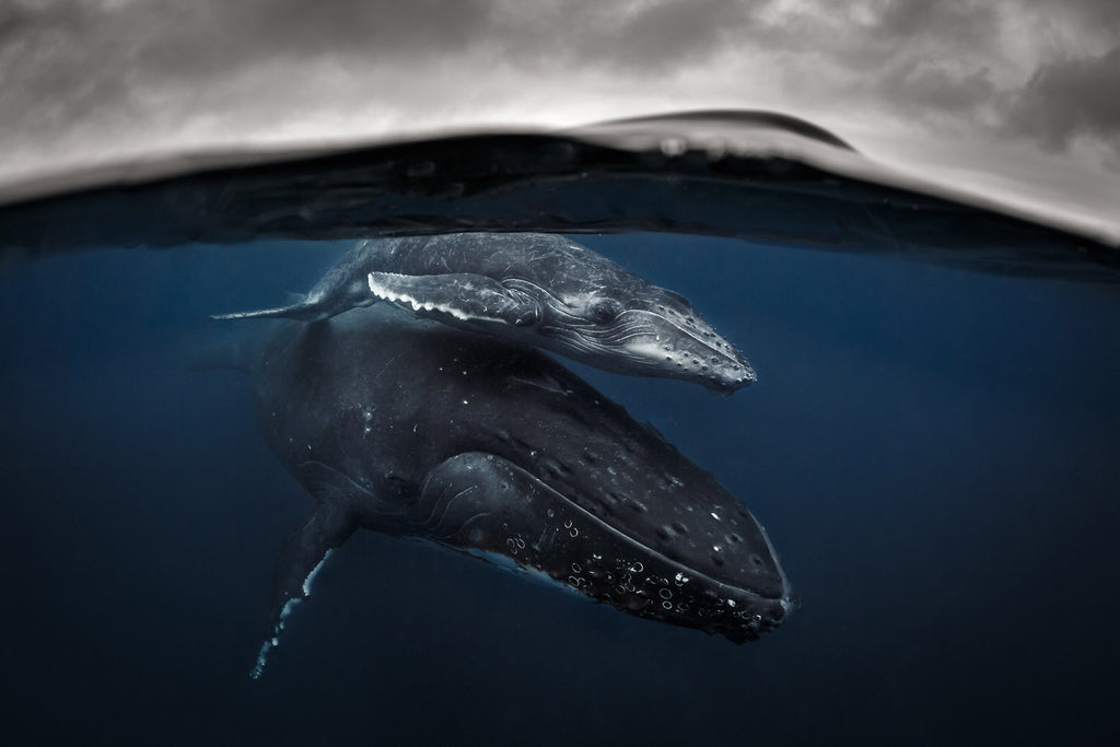 Humpback mother and calf Tonga Copyright Grant Thomas Ikelite Housing