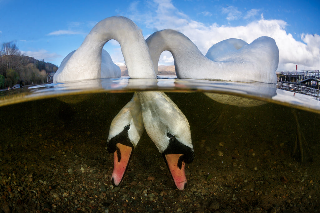 Underwater Swans by Grant Thomas