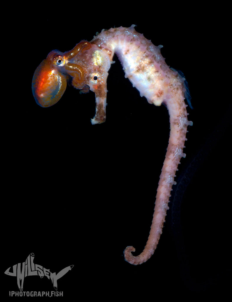 Blackwater Hippocampus Seahorse and Squid Copyright Jeff Milisen Ikelite Housing Strobes