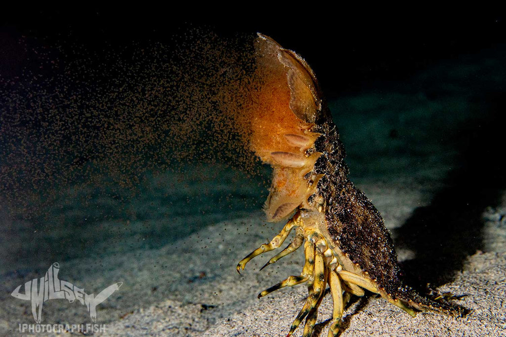 Parabaccus antarcticus spawning Copyright Jeff Milisen Ikelite Housing