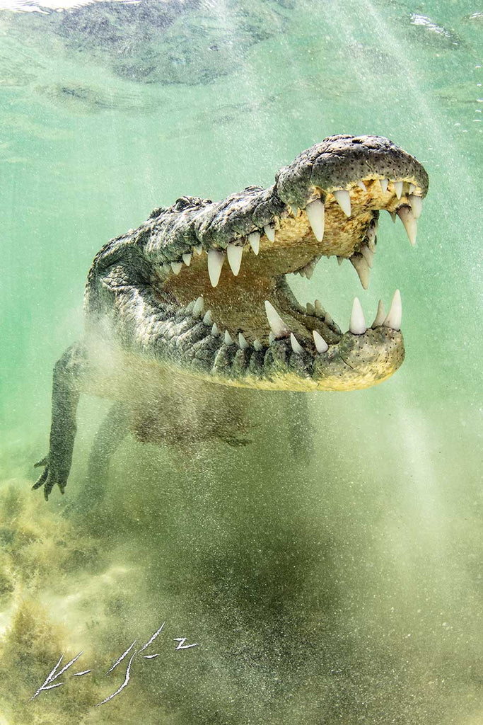 Crocodiles Underwater Photo by Ken Kiefer