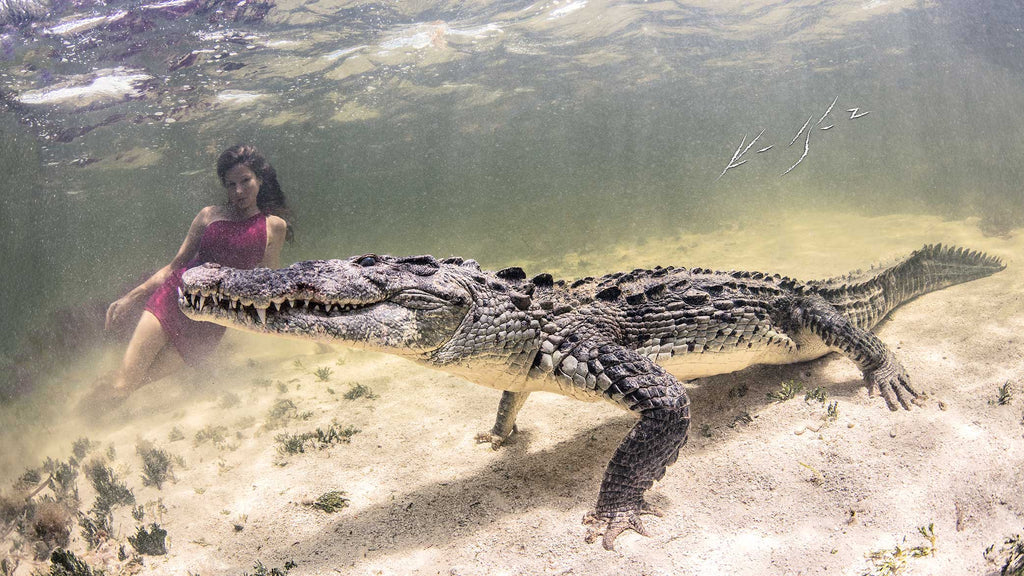 Crocodiles Underwater Photo by Ken Kiefer