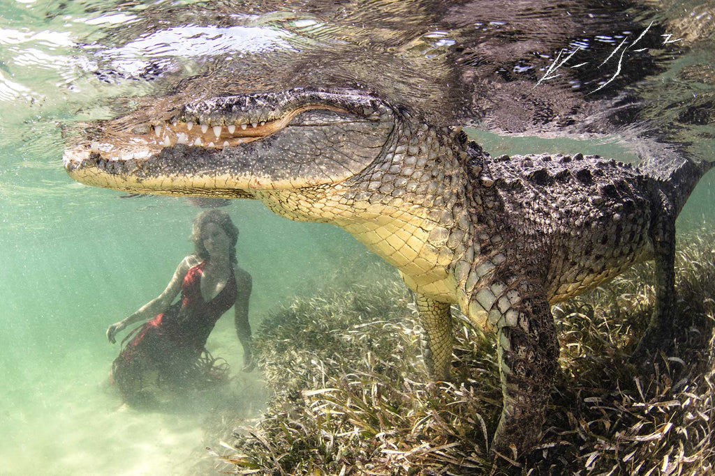 Crocodiles Underwater Photo by Ken Kiefer