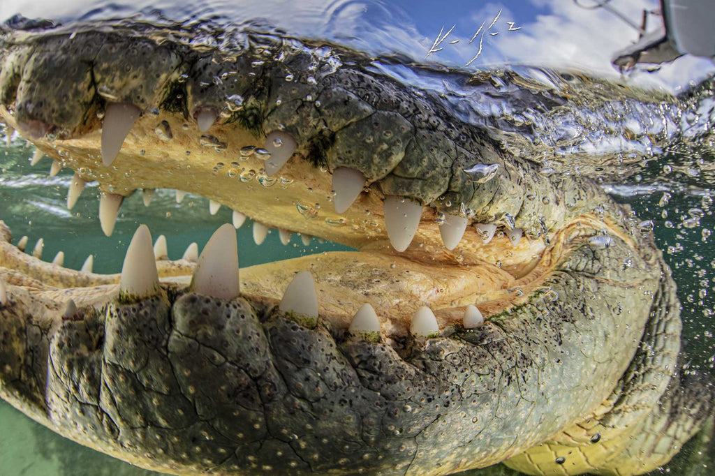 Crocodile jaws underwater in Cuba copyright Ken Kiefer
