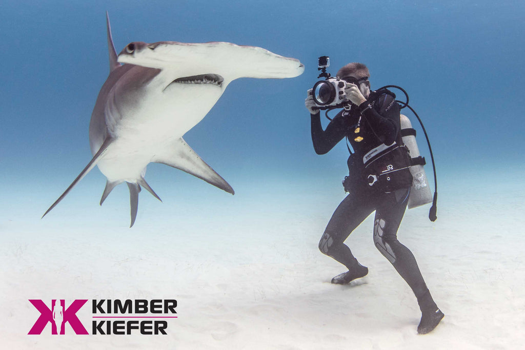 Shark Copyright Kimber Keifer
