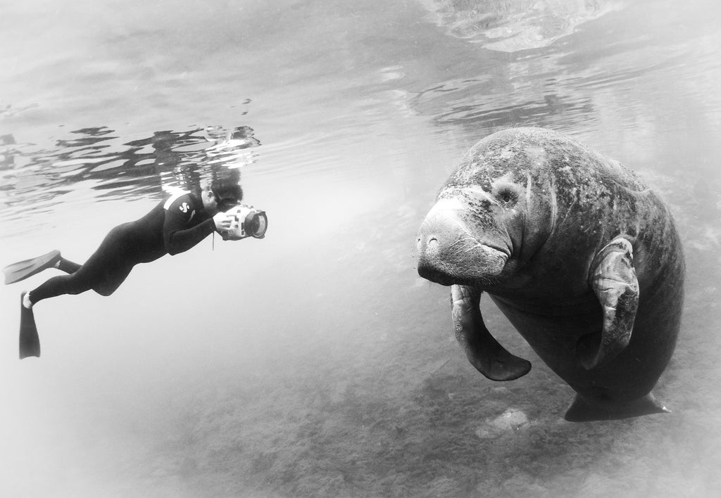 Nikon D5600 Underwater Photo Manatee Ikelite Housing