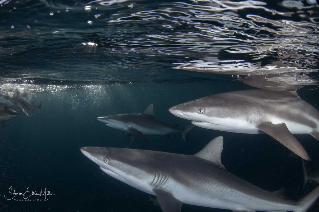 Sharks in Yap copyright Steve Miller Ikelite Housing