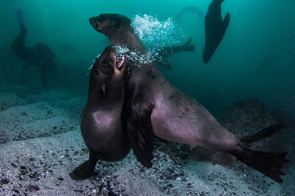 Sealions Copyright Ikelite Ambassador Marcel Rudolph