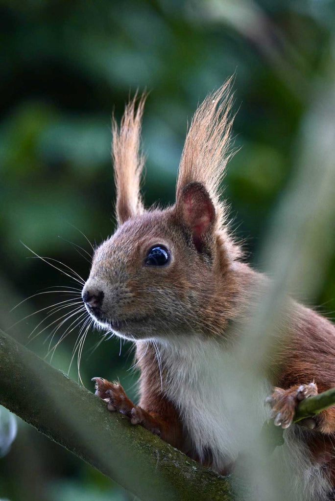 Squirrel Copyright Marcel Rudolph
