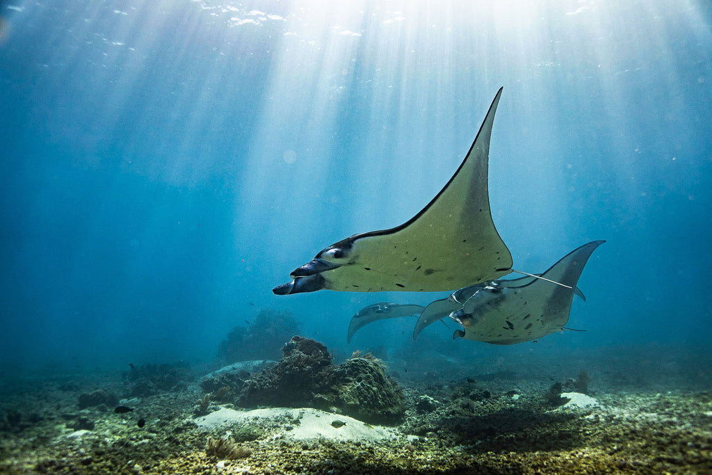 Manta Rays Copyright Max Bello Ikelite ambassador