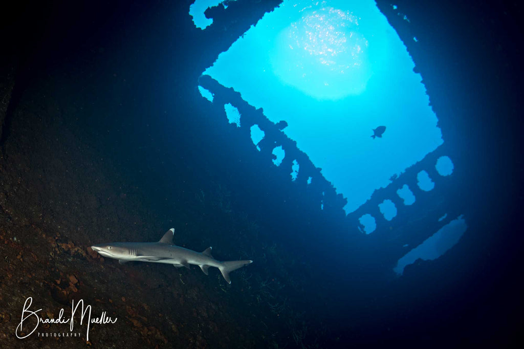 Nikon 8-15mm Underwater Photo by Brandi Mueller
