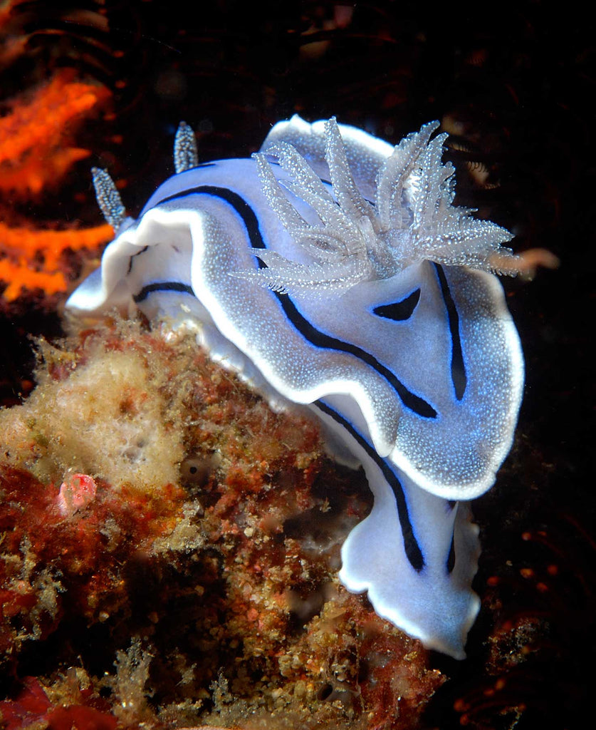 Blue Nudibranch by Steve Miller with Ikelite Housing
