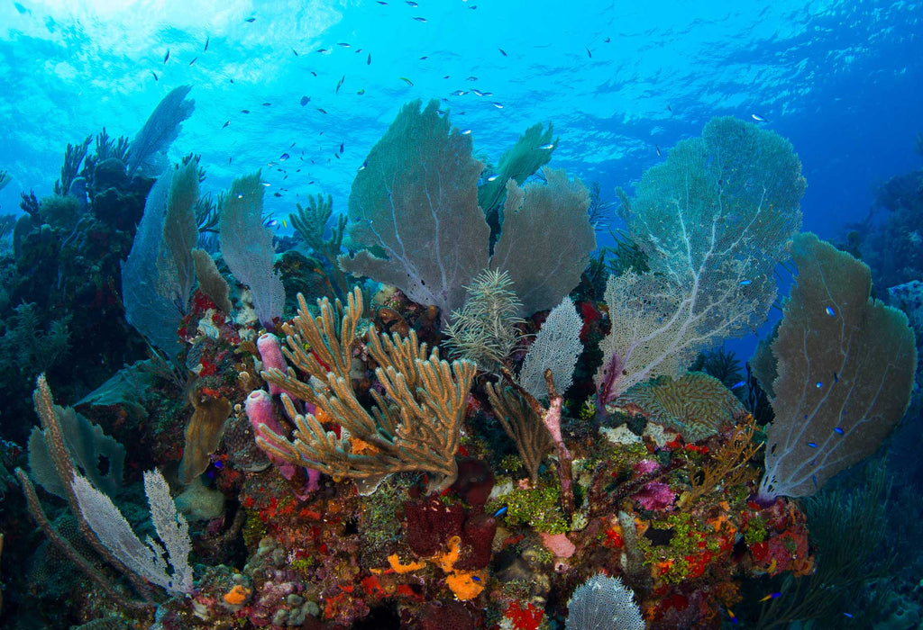 Roatan Bay Islands by Shawn Jackson