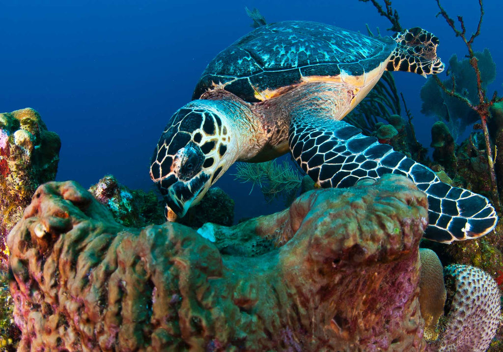 Roatan Bay Islands by Shawn Jackson