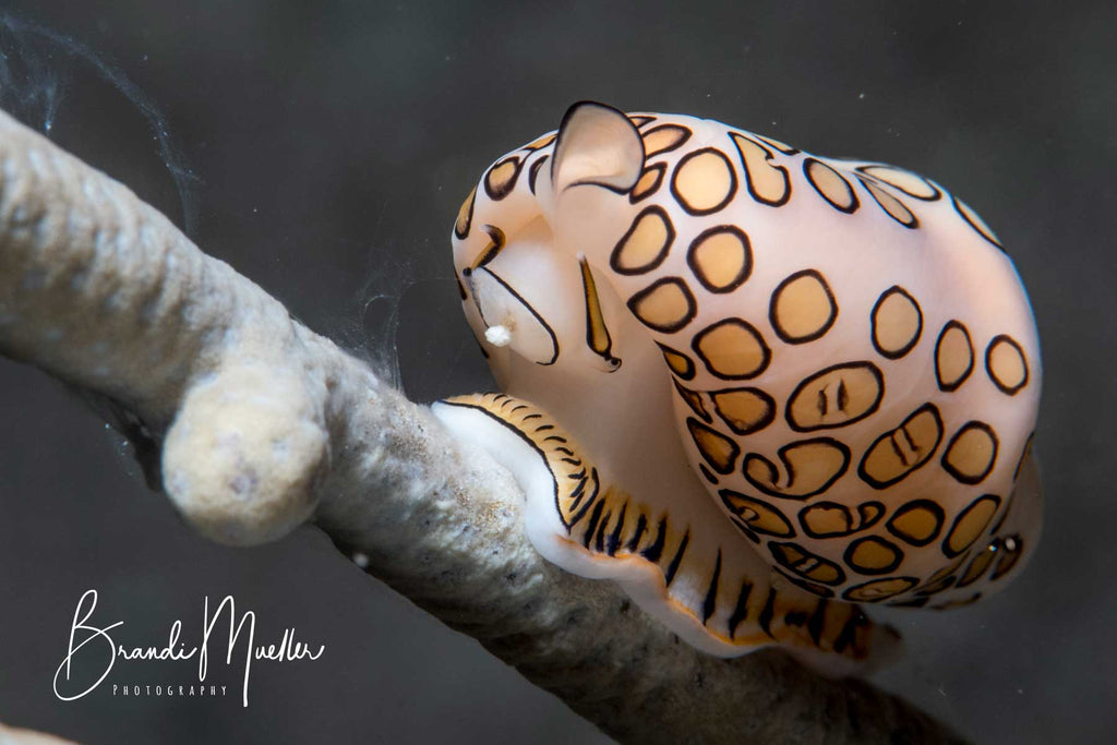 Flamingo Tongue Brandi Mueller with Ikelite Housing