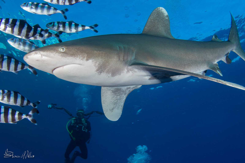 Shark underwater fisheye lens