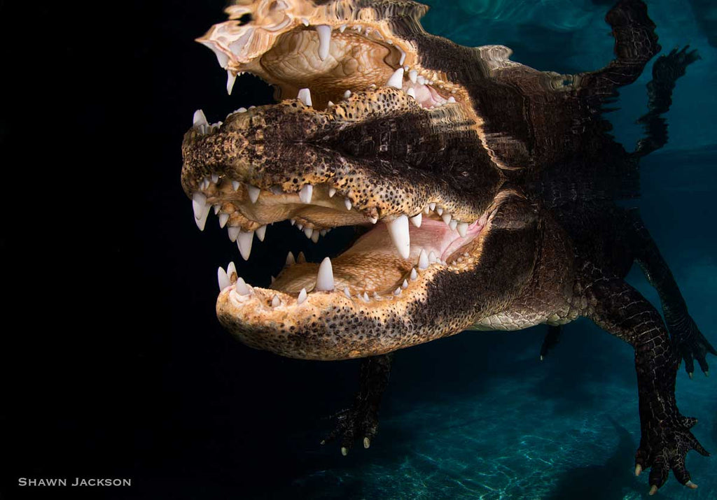 Underwater Alligator Copyright Shawn Jackson